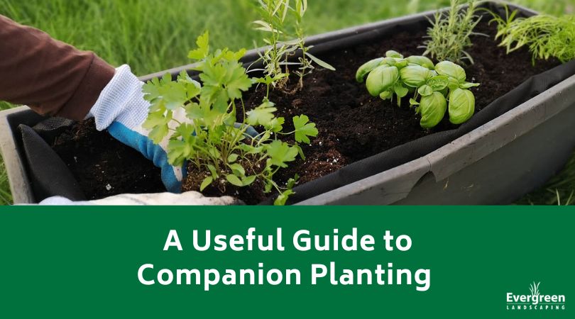 A Useful Guide to Companion Planting