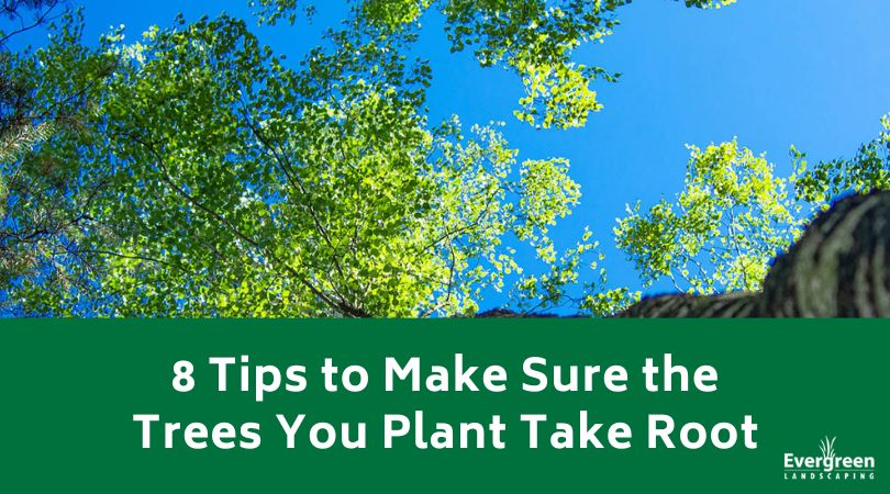8 Tips to Make Sure the Trees You Plant Take Root