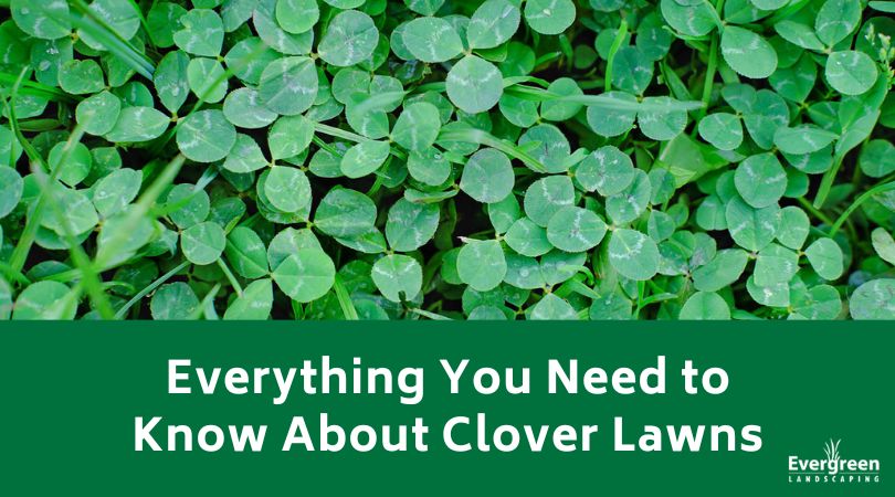 Everything You Need to Know About Clover Lawns