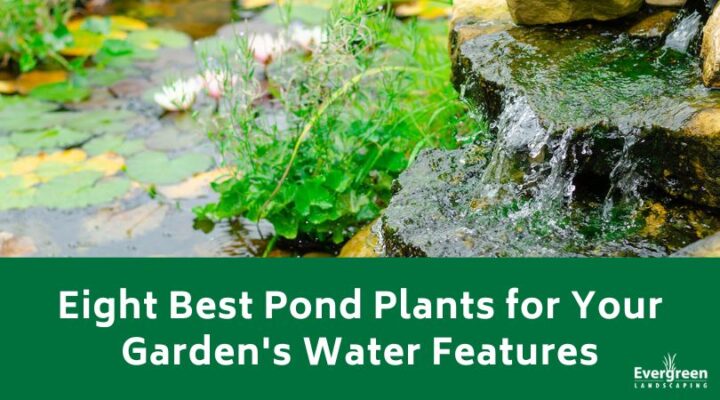 Eight Best Pond Plants For Your Garden's Water Features   Evergreen