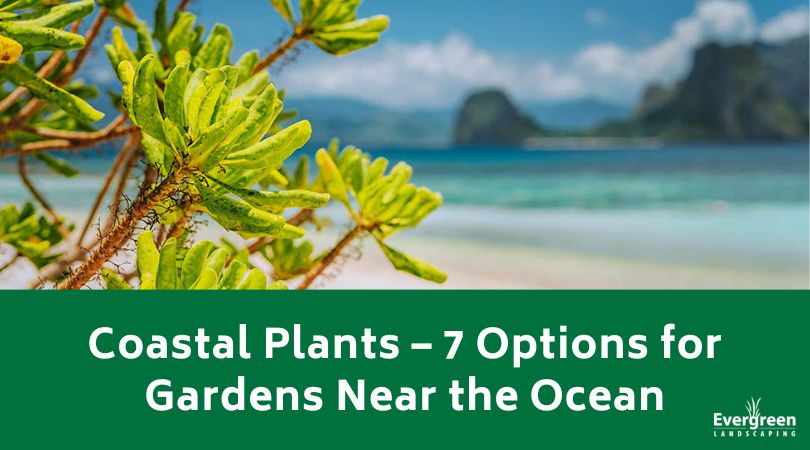 Coastal Plants – 7 Options for Gardens Near the Ocean