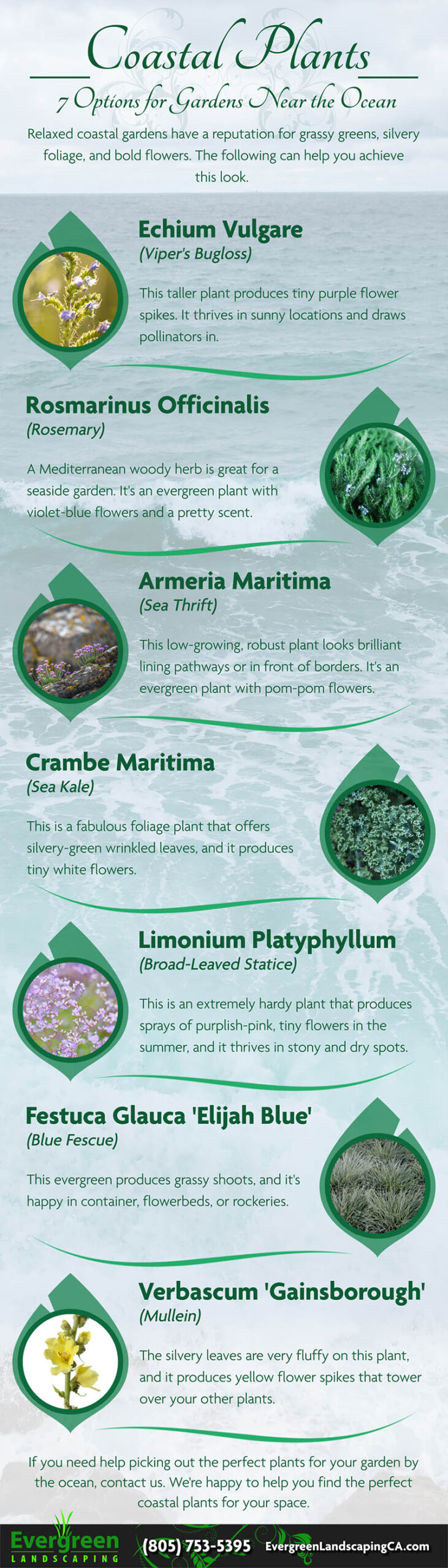 Coastal Plants – 7 Options for Gardens Near the Ocean