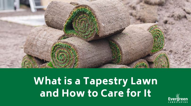 What is a Tapestry Lawn and How to Care for It