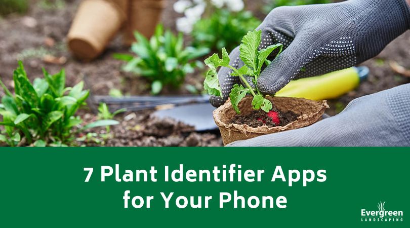 7 Plant Identifier Apps for Your Phone title