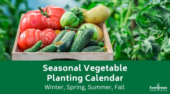 Seasonal Vegetable Planting Calendar Winter Spring Summer Fall Evergreen Landscaping