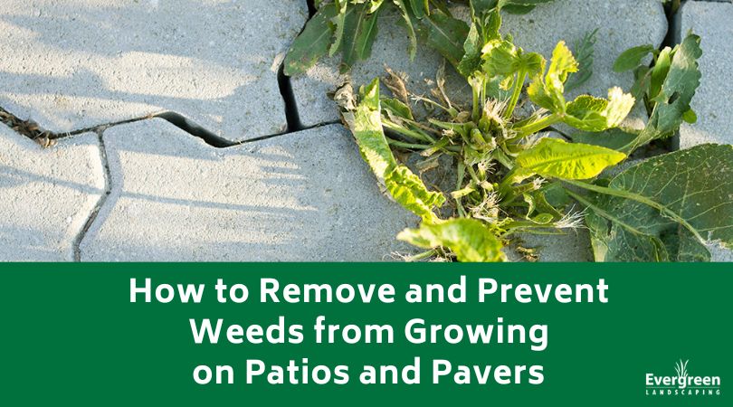 How to Remove and Prevent Weeds from Growing on Patios and Pavers