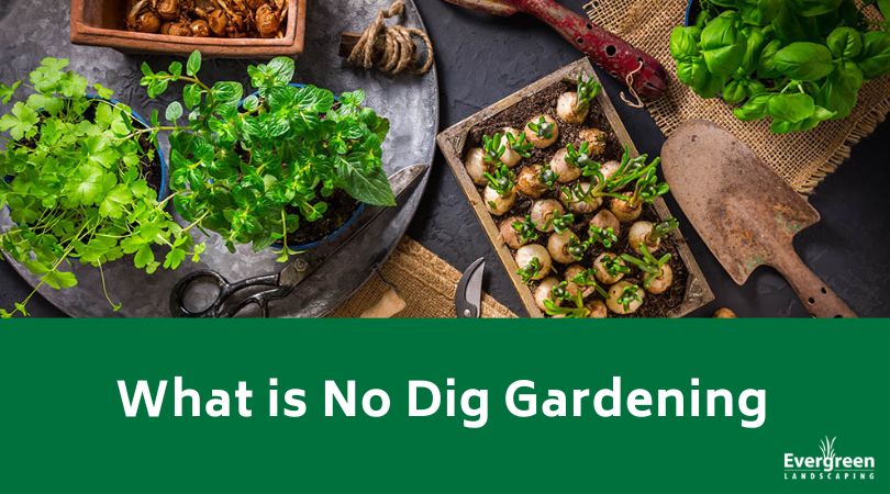 What is No Dig Gardening