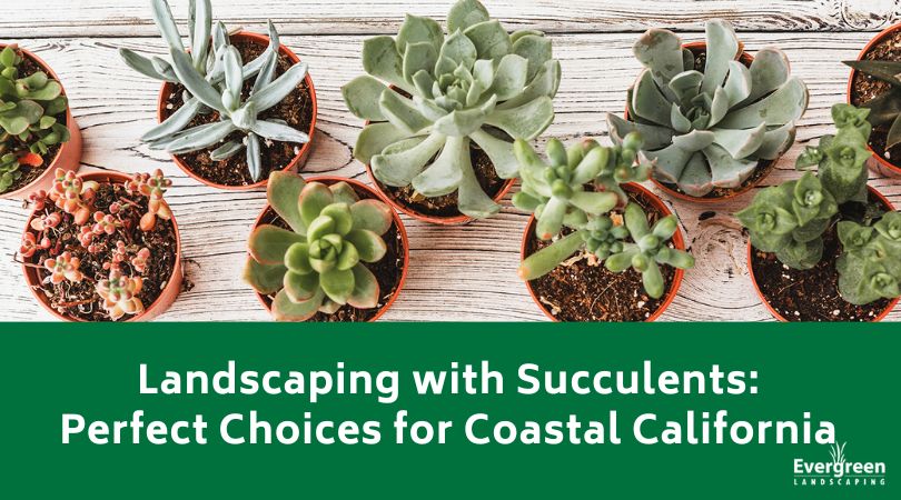 Landscaping with Succulents