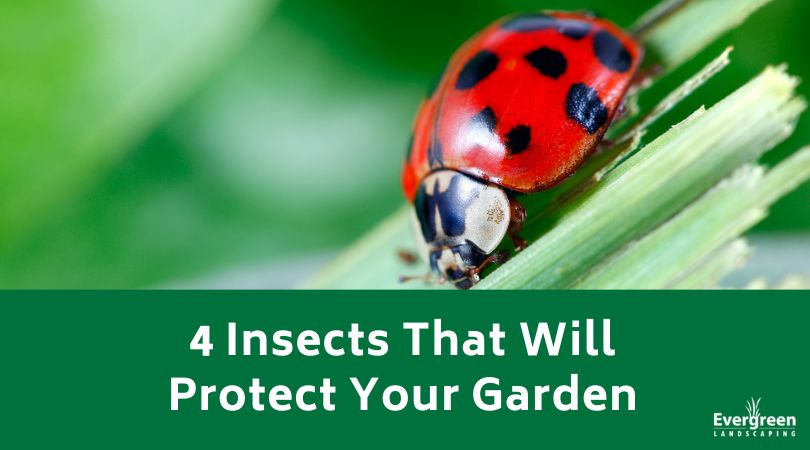 4 Insects That Will Protect Your Garden title