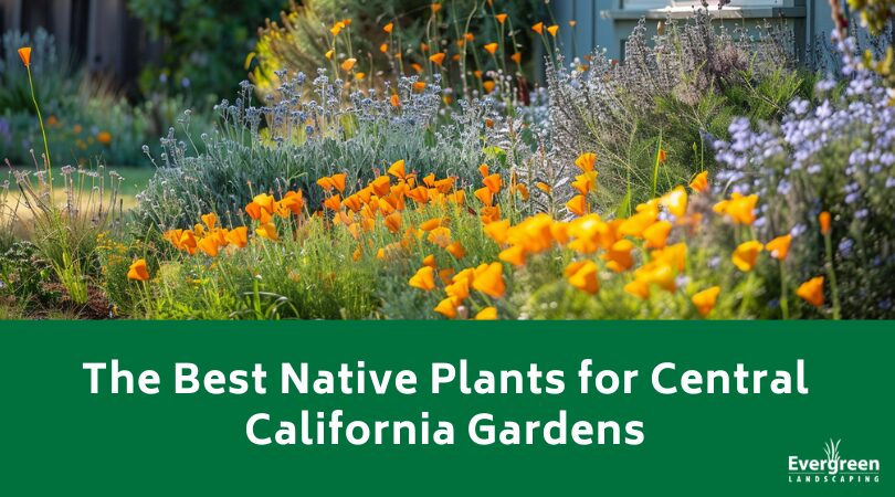 The Best Native Plants for Central California Gardens