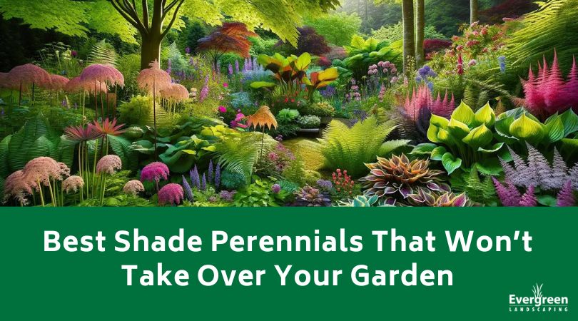 Best Shade Perennials That Wont Take Over Your Garden