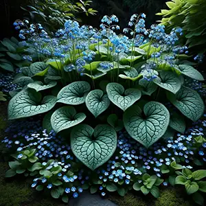 Brunnera