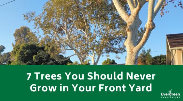 7 Trees You Should Never Grow in Your Front Yard - Evergreen Landscaping